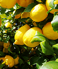 lemons on tree