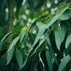 eucalyptus globulus tree leaves