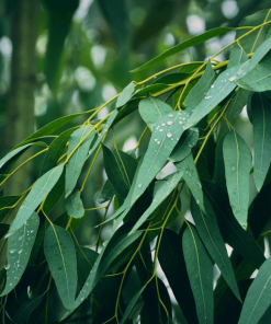 eucalyptus globulus tree leaves