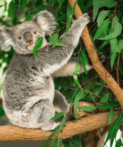 eucalyptus globulus tree with koala