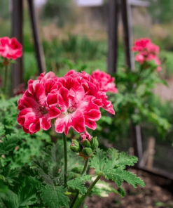 bourbon geranium