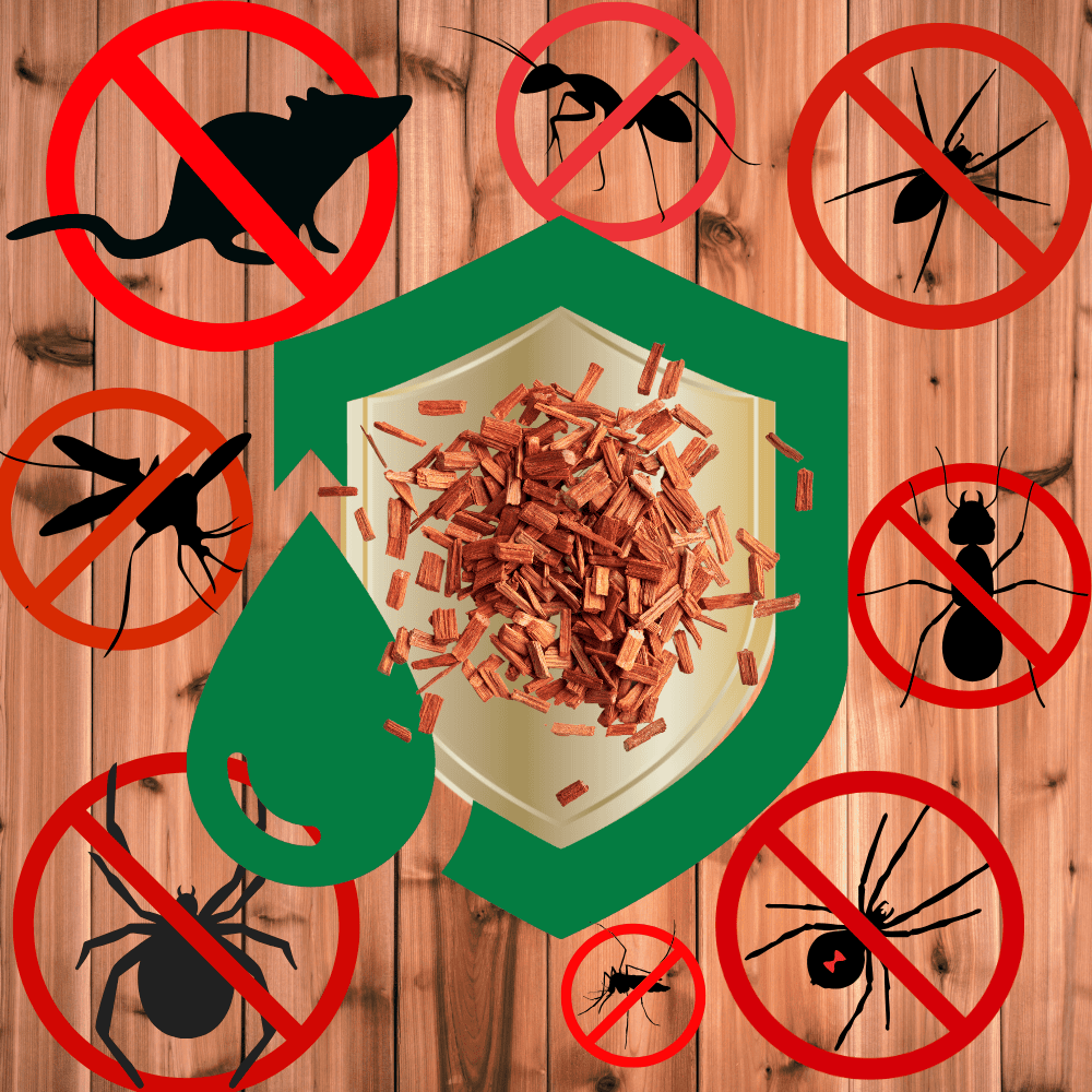 Cedarwood Essential Oil (Cedrus deodara) - Image 4