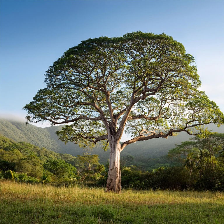 A large, lush green tree standing tall in a vibrant natural landscape with rolling hills and clear blue sky, emphasizing eco-friendly and sustainable product sourcing for wellness and herbal supplement brands.