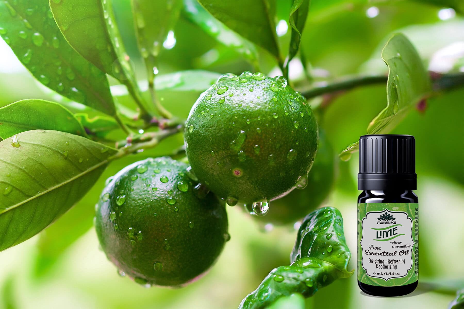 Lime Essential Oil – Citrus aurantifolia (Cold-Pressed) - Image 3